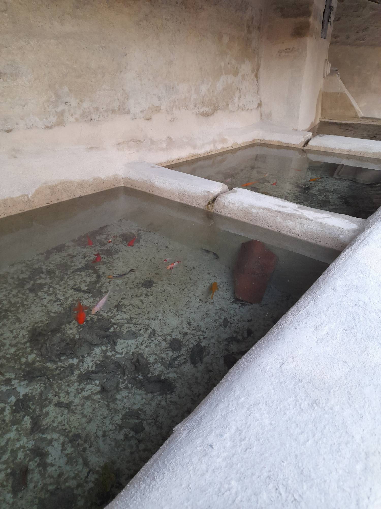 PHOTOS  45 poisson rouge